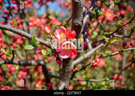 Rosafarbene Blüten auf Ästen von japanischer Strauchquitte im Frühlingsgarten. Schöne Frühlingsblüte. Weichfokus. Stockfoto