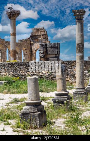 Volubilis, Marokko.  Spalten des Capitol im Vordergrund, Basilika im Hintergrund. Stockfoto