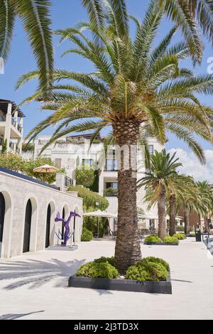 TIVAT, MONTENEGRO - 15. JULI 2021: Lebendige Palmen an der Promenade von Porto Montenegro Stockfoto