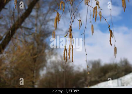 Birkenzweige mit jungen Kätzchen und Blättern. Sonniger Frühlingstag im Wald. Stockfoto