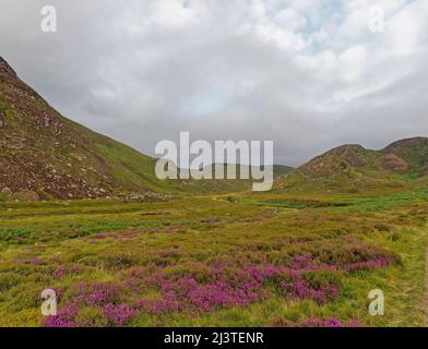 Violett blühendes Heidekraut auf dem Talboden von Glen Lethnot hoch oben in den Angus Glens, mit dunklen Wolken, die sich vor dem Sommerregen aufbauten. Stockfoto