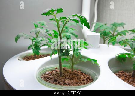 Tomaten im Innenbereich anbauen. Aeroponische hydroponische Installation für wachsende Pflanzen. Tomaten im Innenbereich. Sämlinge mit automatischer Bewässerung und Beleuchtung Stockfoto