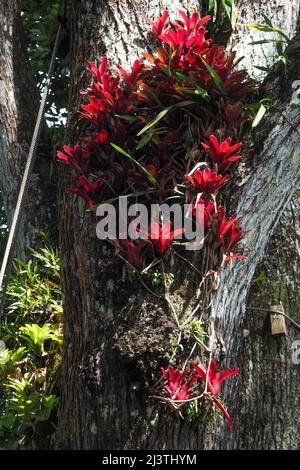 Jardin Balalta, jardin botanique de Jean-Philippe Thoze, Martinique, Fort de France, Antillen Stockfoto