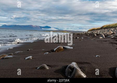 Eine Landschaft in Island in der Nähe der Hvitserkur-Felsformation Stockfoto