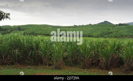 Martinique, Outre-mer, Antillen, Le Francois Distillerie Clément, Habitation de l'Acajou, Plantage de canne à sucre Stockfoto