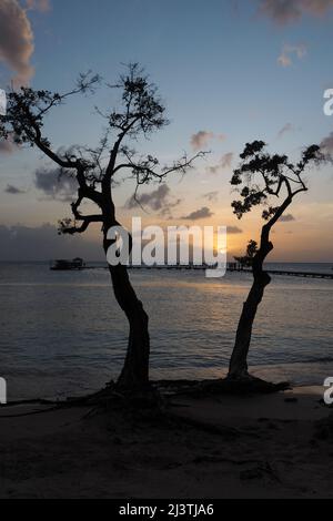 Martinique, Antillen Francaises, Saint Anne, Bord de Mer, Mer caraibes, caraibes, Strand des Club Med Stockfoto