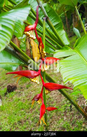 Martinique, Antillen, musée de la Banane, Sainte Marie Stockfoto