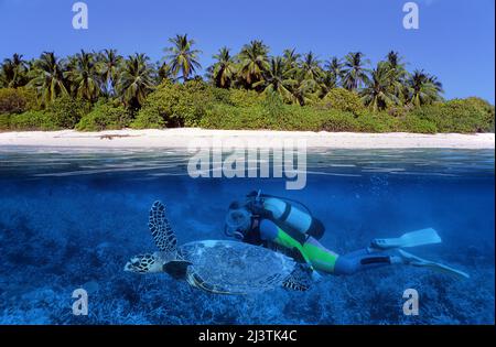 Split image, malediven Insel, Taucher mit einer Karettschildkröte (Caretta caretta), Ari Atoll, Malediven, Indischer Ozean, Asien Stockfoto