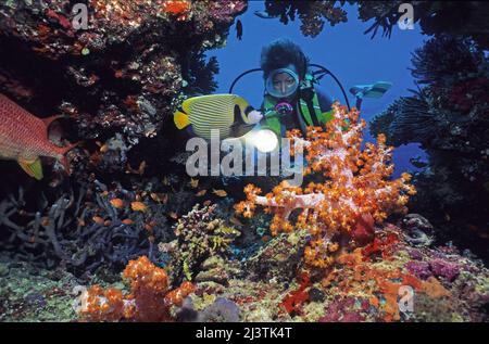 Tauchen Sie in einem farbenfrohen tropischen Korallenriff, weiche Korallen (Dendronephthya sp.), Kaiser Angelfisch (Pomacanthus Imperator), Ari Atoll, Malediven Stockfoto