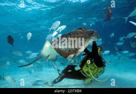 Taucher streicheln an einem Weißschwanz-Stachelrochen (Taeniura meyeni), Ari-Atoll, Malediven, Indischem Ozean Stockfoto