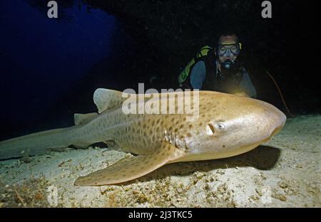 Tauchen bei einem schlafenden Zebrahai (Stegostoma fasciatum), Ari-Atoll, Malediven, Indischer Ozean, Asien Stockfoto