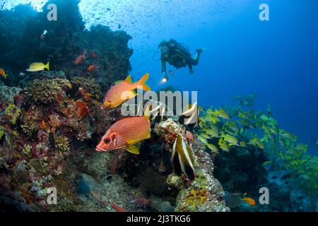 Taucher in einem Korallenriff mit Riesenquirrelfish (Sargocentron spiniferum), Phantom-Bannerfischen (Heniochus pleurotaenia) und Bluestripe-Schnappern Stockfoto