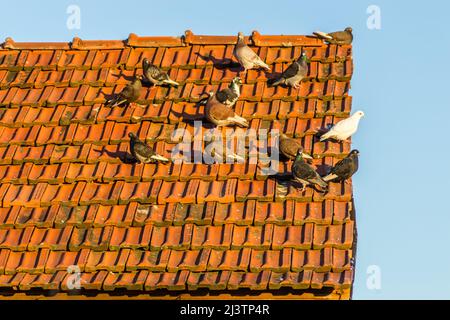 Eine Taubenschar auf einem baufälligen Dach mit roten Fliesen. Stockfoto