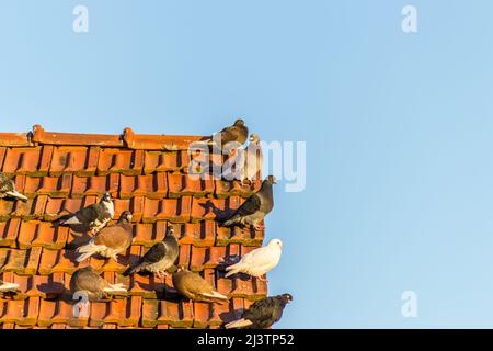 Eine Taubenschar auf einem baufälligen Dach mit roten Fliesen. Stockfoto