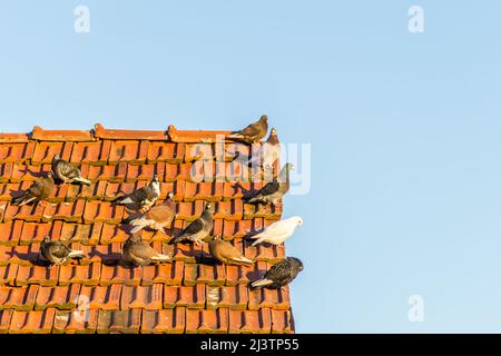 Eine Taubenschar auf einem baufälligen Dach mit roten Fliesen. Stockfoto