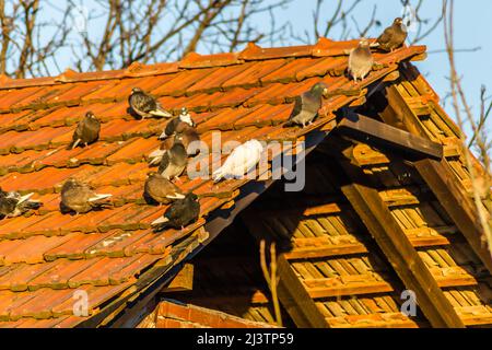 Eine Taubenschar auf einem baufälligen Dach mit roten Fliesen. Stockfoto