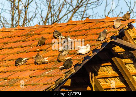 Eine Taubenschar auf einem baufälligen Dach mit roten Fliesen. Stockfoto