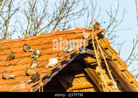 Eine Taubenschar auf einem baufälligen Dach mit roten Fliesen. Stockfoto