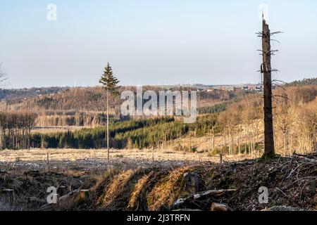 Gerodetes Waldgebiet nördlich des Ortes Hirschberg, Kreis Soest, abgestorbene Fichtenbestände wurden gefällt, tote Bäume durch Borkenkäfer fallen, Arn Stockfoto