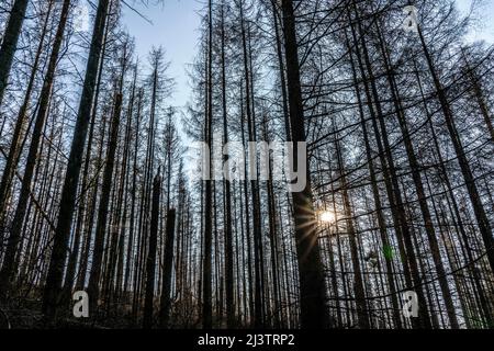 Waldgebiet nördlich des Dorfes Hirschberg, Kreis Soest, tote Fichte steht tote Bäume aufgrund von Rindenkäferbefall, Arnsberger Wald, NRW, Germa Stockfoto
