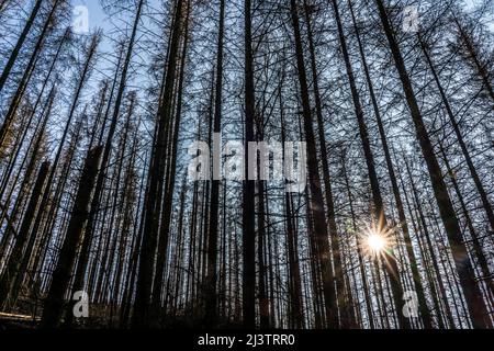 Waldgebiet nördlich des Dorfes Hirschberg, Kreis Soest, tote Fichte steht tote Bäume aufgrund von Rindenkäferbefall, Arnsberger Wald, NRW, Germa Stockfoto
