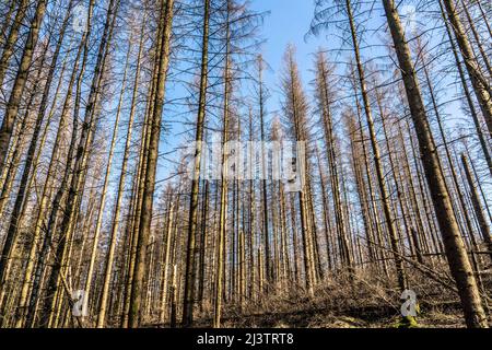 Waldgebiet nördlich des Dorfes Hirschberg, Kreis Soest, tote Fichte steht tote Bäume aufgrund von Rindenkäferbefall, Arnsberger Wald, NRW, Germa Stockfoto