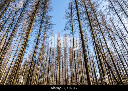 Waldgebiet nördlich des Dorfes Hirschberg, Kreis Soest, tote Fichte steht tote Bäume aufgrund von Rindenkäferbefall, Arnsberger Wald, NRW, Germa Stockfoto
