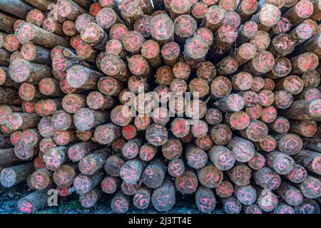 Waldgebiet nördlich des Dorfes Hirschberg, Bezirk Soest, Holzstapel, Fichtenholz, mit Markierungen für den Durchmesser des Stammes, abgestorbene Fichtenstände d Stockfoto