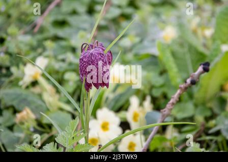 Schlangenkopf-Fritillary (Fritillaria meleagris) auch bekannt als Schachblume, Froschbecher, Meerschweinchen, Meerschweinchen, Lepralilien und lazarus Glockenblume Stockfoto