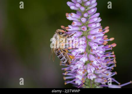 Biene - APIs mellifera - bestäubt eine Blüte der Culver-Wurzel, der Bowman-Wurzel oder der schwarzen Wurzel - Veronicastrum virginicum Stockfoto