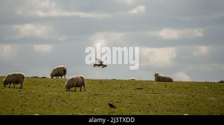 walisische Bergschafe auf Weide Stockfoto