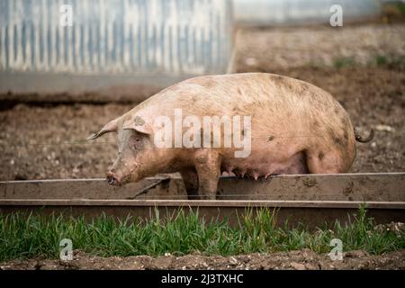 Freilandiges dänisches Landrassen-(Sus scrofa domesticus)-Schwein an einem sonnigen Tag im großen Maßstab Stockfoto