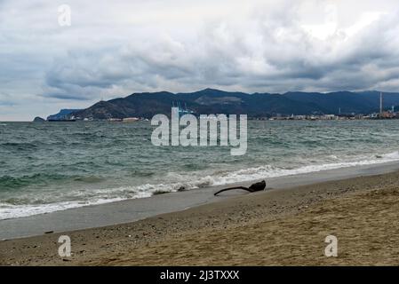 Nach einem Sturm brach ein Baumstamm in den Golf von Vado Ligure Stockfoto