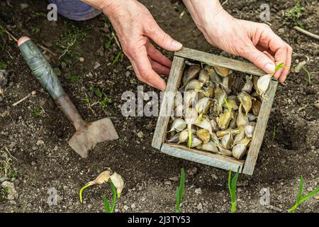 Gärtnerei konzeptioneller Hintergrund. Die Hände der Frau halten eine Holzkiste mit kleinen Knoblauchzehen, um sie in den Boden einzupflanzen. Frühjahrssaison im Freien wo Stockfoto