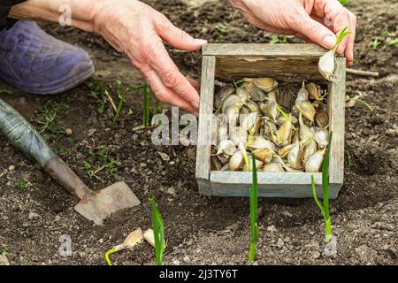 Gärtnerei konzeptioneller Hintergrund. Die Hände der Frau halten eine Holzkiste mit kleinen Knoblauchzehen, um sie in den Boden einzupflanzen. Frühjahrssaison im Freien wo Stockfoto