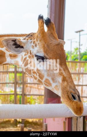 Eine wunderschöne Giraffe steht im Zoo aus der Nähe Stockfoto