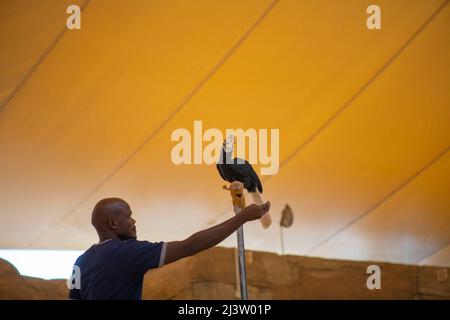 Sulawesische Kalao Vogelarten in der Hornbill Familie Stockfoto