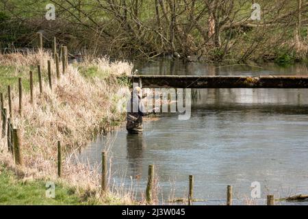 Ein Mann in Brustwarze steht im Fluss Avon, Wiltshire Fliegenfischen für Bachforelle Stockfoto