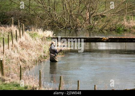 Ein Mann in Brustwarze steht im Fluss Avon, Wiltshire Fliegenfischen für Bachforelle Stockfoto