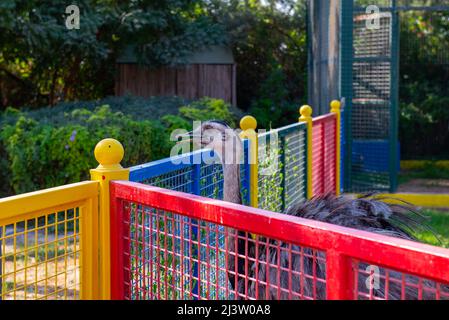 Riesige schwarze Strauße leben im Zoo Stockfoto