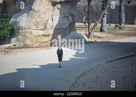 Der vom Amazonas gekrönte Fliegenfänger lebt im Zoo von Dubai Stockfoto