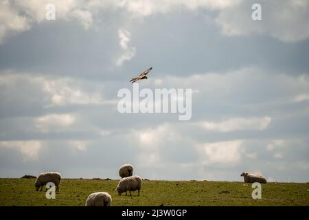 walisische Bergschafe auf Weide Stockfoto