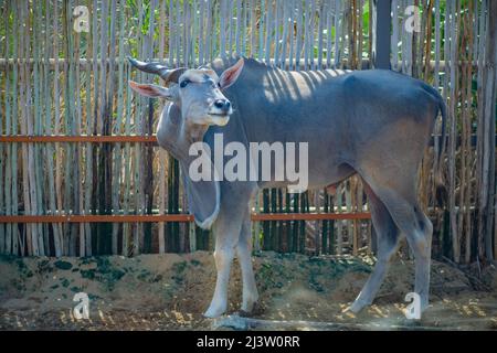 Das Land lebt im Dubai Zoo Stockfoto