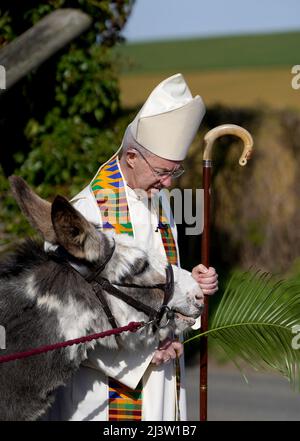 Der Erzbischof von Canterbury, Justin Welby, trifft auf einen Esel, der an einer Palmsonntagsparade durch das Dorf Brabourne in Ashford, Kent, zur Kirche der Seligen Jungfrau Maria zum Gottesdienst und zur Kommunion am Palmsonntag teilnimmt. Bilddatum: Sonntag, 10. April 2022. Stockfoto