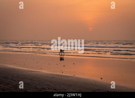 Sonnenuntergang und Ebbe am Kotu-Strand an der gambischen Küste in Westafrika Stockfoto