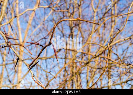 Natur Detail: Äste mit langen spitzen Dornen, von der Sonne beleuchtet, in den klaren blauen Himmel. Stockfoto