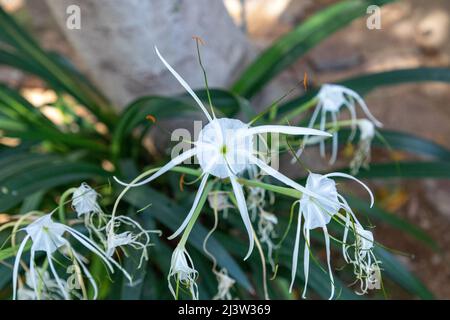 Selektiver Fokus auf die Blume einer weißen Spinnenlilie. Wissenschaftlicher Name ist Hymenocallis littoralis Stockfoto