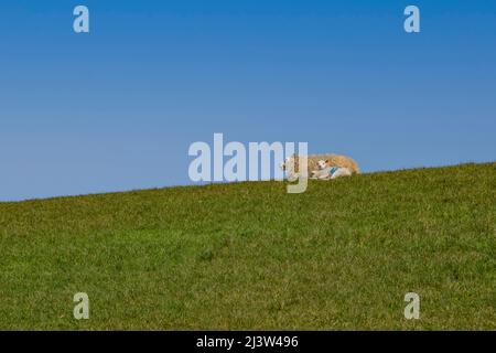 Mutter Schaf und Lamm auf Deich in der Sonne auf Texel Stockfoto