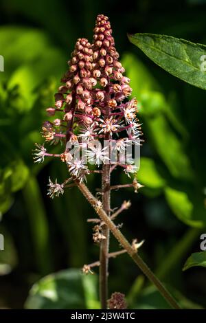 Tiarella ‘Spring Symphony’ Schaumblüte Stockfoto
