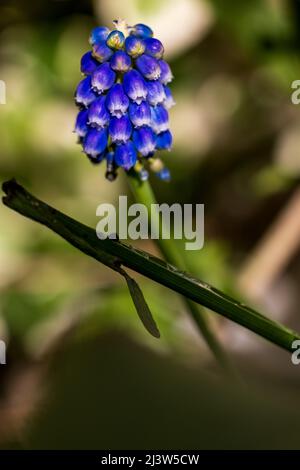 Traubenhyazinthen - Muscari armeniacum Stockfoto